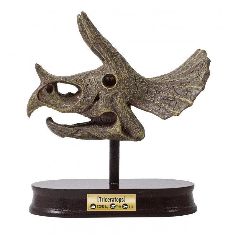 BUKI France Dino Museum Skull - Triceratops