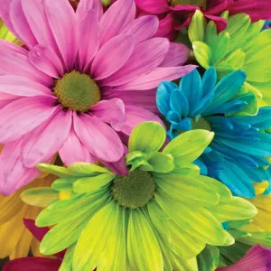 Diamond Art Gerberas 30cm X 30cm Full Drill